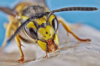 Colorful detailed macro of a flower wasp. Close up macro image