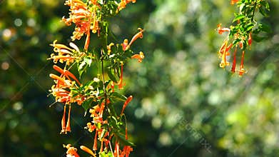 Orange Trumpet flowers blooming in the sunlight