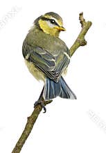 Blue Tit, 23 days old, perching on branch