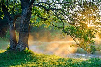 Spring nature scene