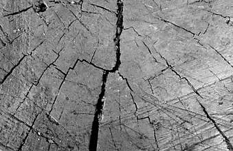 Old dirty tree cut close-up in black and white