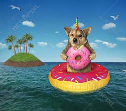 Dog unicorn with a donut on an inflatable circle
