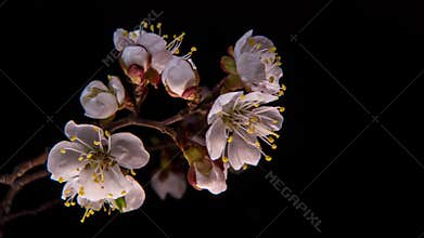 Flowering apricot flowers