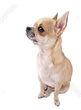 Chihuahua in profile isolated