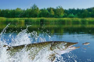 Fishing. Big pike fish jumping with splashing in water