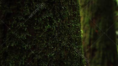Tree trunk covered with green wet moss. Age and moisture in Alishan Scenic Area Forest in Taiwan