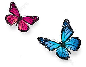 Monarch Butterfly Blue and Pink