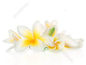 Frangipani Spa Flowers