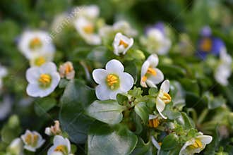 White Persian Violet