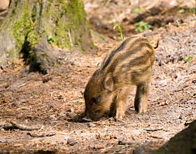 Wild Boar Piglet