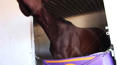 Silly young thoroughbred race horse in barn stall