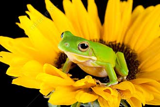 Tree frog on a sunflower