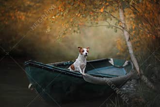 Dog Jack Russell Terrier in a boat on the water