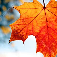 Red fall leave