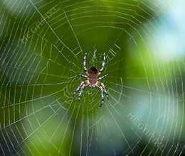 Spider on the web