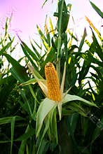 Corn in field, corncob