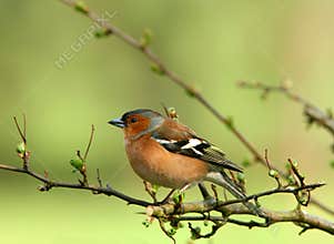 The Chaffinch