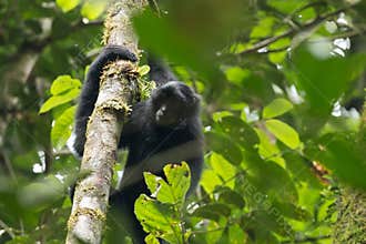 Endangered Sumatran lar gibbon Hylobates lar vestitus, in Gunung Leuser National Park, Sumatra, Indonesia.