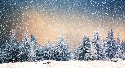 winter wonderland - Christmas background with snowy fir trees in