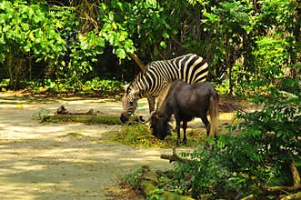 A zebra and a donkey in Singapore Zoo