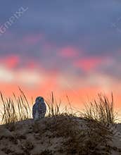 Snowy Owl