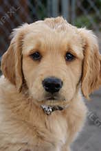 Golden Retriever Puppy