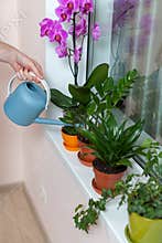 The girl florist watered the house plants from the watering can. On the window-sill is a pot of orchid, zamioculcas and dieffenbac