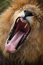 Lion roar