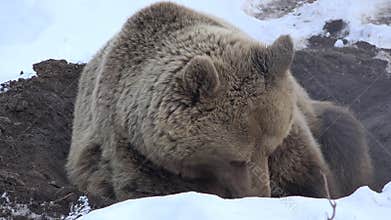 Brown bear resting on snow, cute wild animal prepare to hibernate