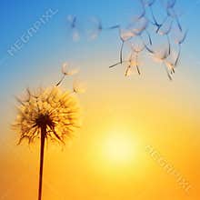 Silhouette of dandelion against the backdrop of the setting sun.