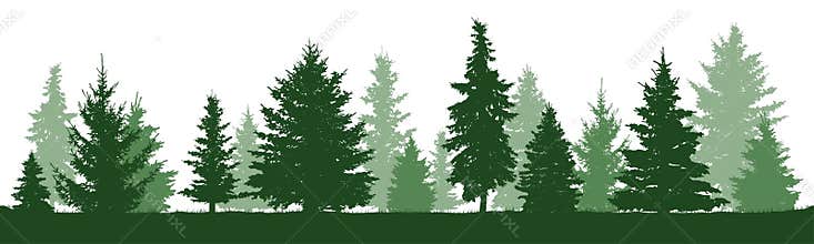 Trees pine, fir, spruce, christmas tree. Isolated