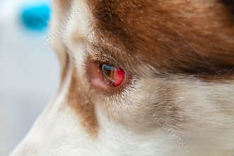 Eye of a dog with a hemorrhage resulting from a blow to the head. Siberian Husky got under the car, a traumatic brain injury.