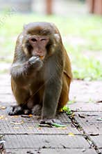 Wild monkey winking with one eye while eating orange