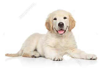 Golden Retriver puppy on white background