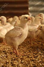 Broiler chicken
