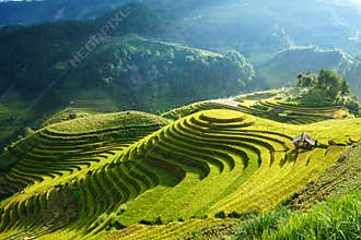 Terraced rice field in harvest season in Mu Cang Chai, Vietnam. Mam Xoi popular travel destination.
