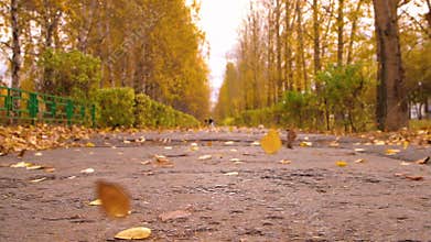 Autumn city park and falling leaves blowing wing on path. Seasonal leaves fall