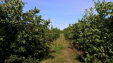 Farm, fields of walnut plantations. rows of healthy walnut trees in a rural plantation with ripening walnuts on trees on