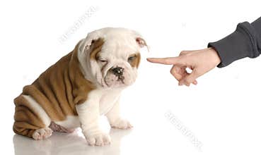 Bad dog
