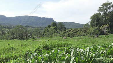 View on fields with vegetables of mountain and house of farmers. Bali, Indonesia