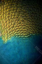Peacock feathers
