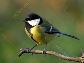 Great tit