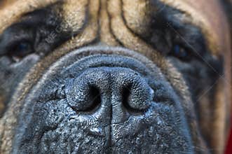 Mastiff black nose macro