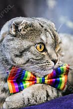 Scottish fold cat in a tie butterfly rainbow colors
