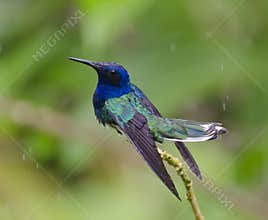 White-necked Jacobin Bathing In The Rain