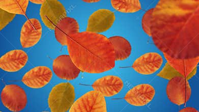 Autumn leaves