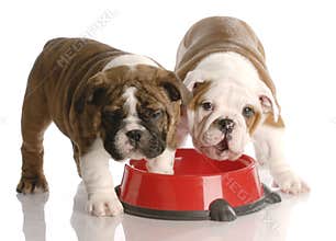 Two puppies at a dog food dish