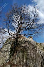 Tree on the rock