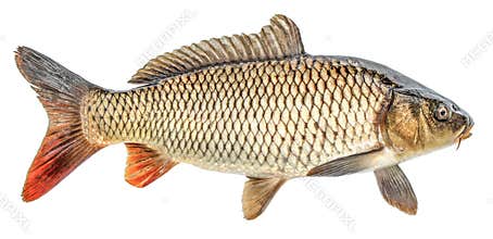 Carp fish isolated. Side view, Isolated