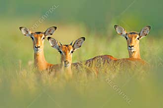 Beautiful impalas in the grass with evening sun, hidden portrait in vegetation. Animal in the wild nature . Sunset in Africa wildl